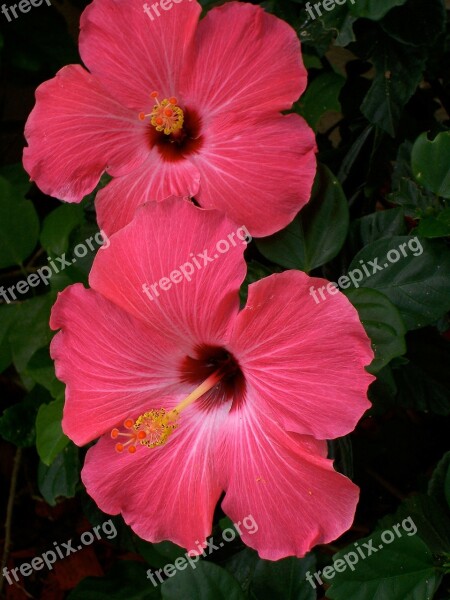 Hibiscus Pink Flowers Two Pair