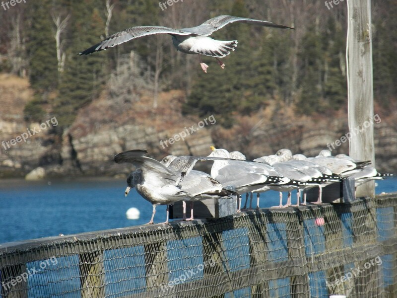 Seagull Seagulls Bird Birds Feather