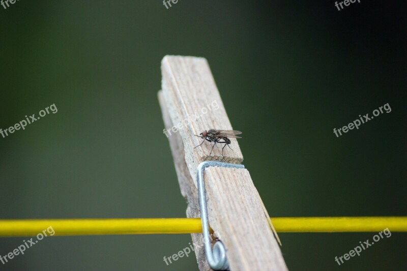 Fly Peg Wood Wooden Green