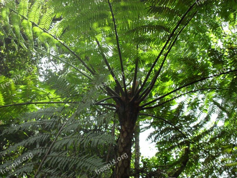 Fern Green Plant Nature Spring