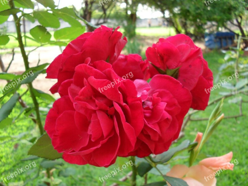 Rosa Flower Red Flowers Rose Bush