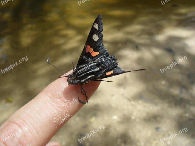 Nature Animals Finger Butterfly Life