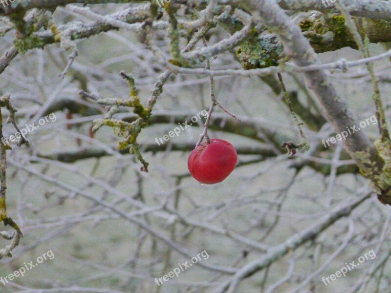 Apple Winter Snow Cold Frost