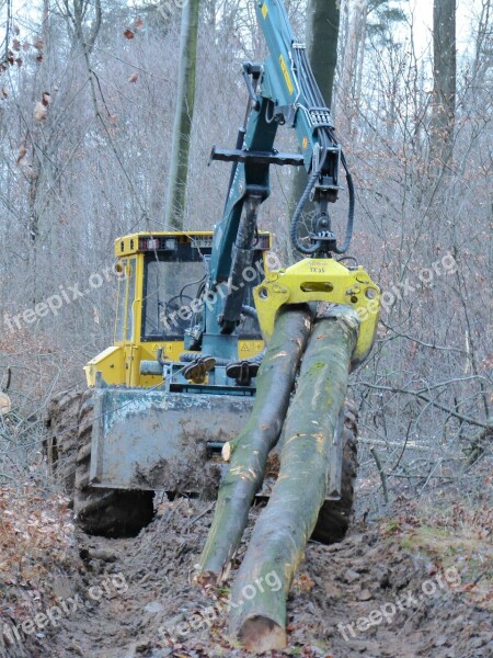 Forest Tree Work Forest Work Forest Workers