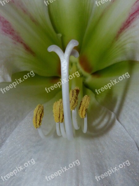 Amaryllis Flower Plant Botany Close Up