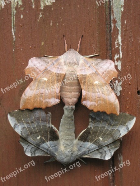 Moths Pairing Combines Connected Pair