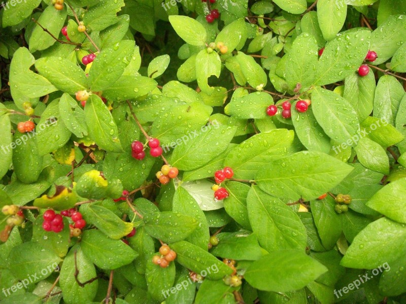 Wild Berries Berry Bird Birds Bird Food