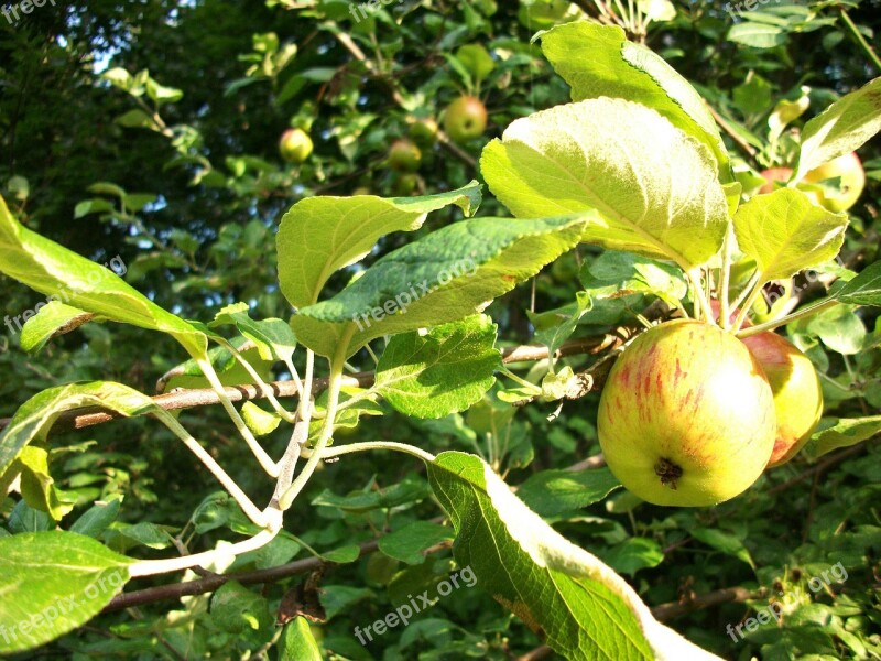 Apple Apples Apple Tree Apple Trees Nature