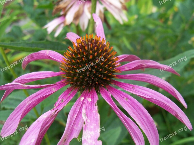 Flower Flowers Flowerbed Flower Garden Close-up