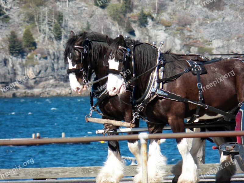 Horse Horses Team Of Horses Pier Dock