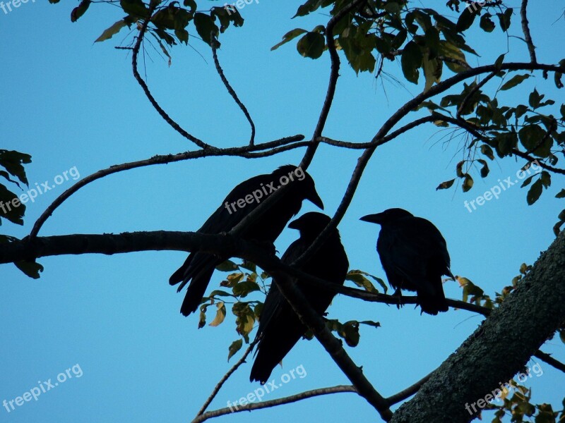 Crow Crows Blackbird Blackbirds Bird