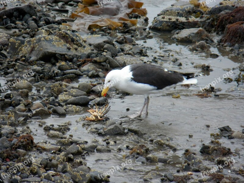 Seagull Gulls Crab Crabs Wildlife