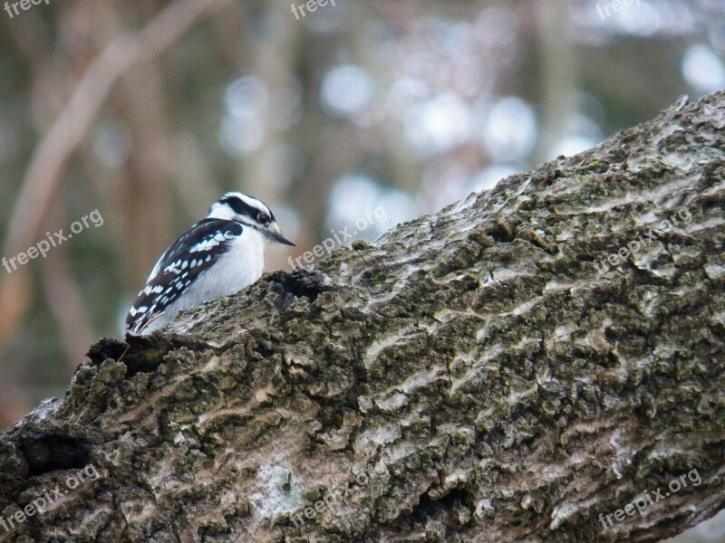 Nature Woodpecker Bird Birds Wildlife