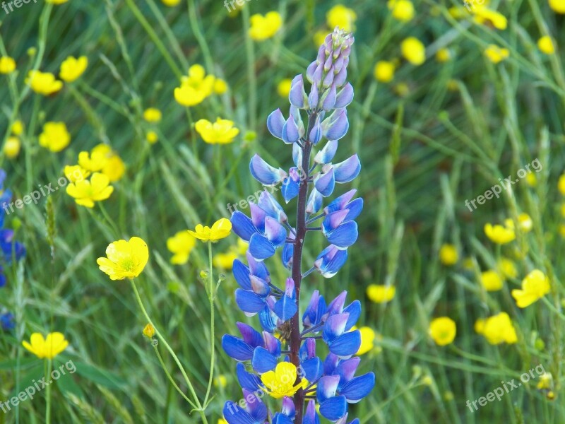 Lupine Flower Flowers Wildflower Wildflowers