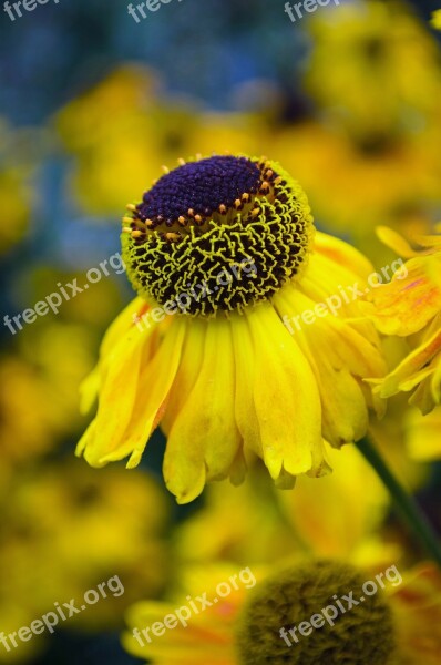 Flowers Flower Plants Nature Macro