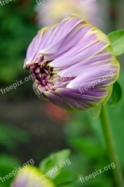 Flowers Flower Plants Nature Macro