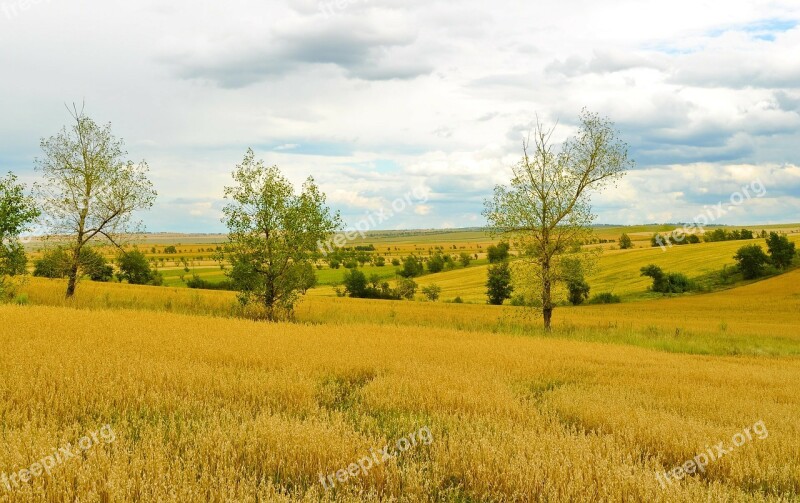 Agriculture Field Wheat Harvest Nature