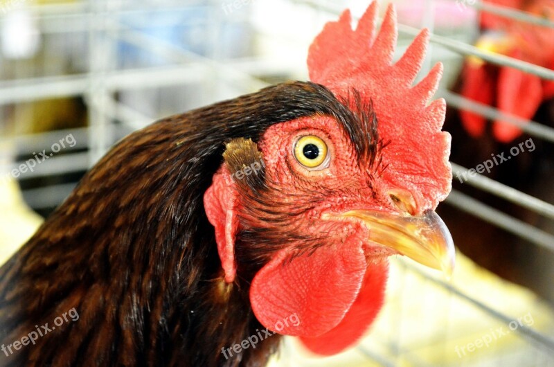 Rooster Chicken Male Cock Animal