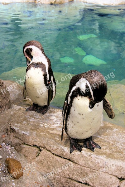 Pair Bowing Penguin Tuxedo Bird