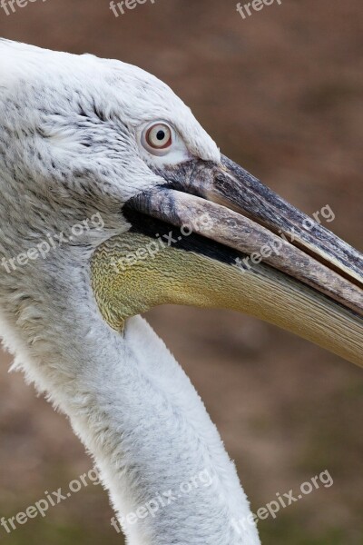 Animal Beak Bird Creature Feather