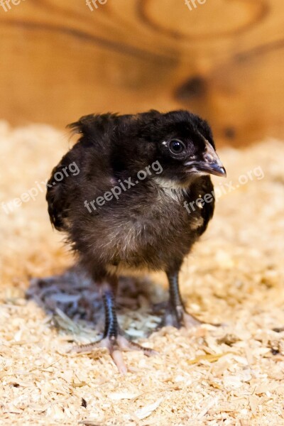 Animal Baby Bird Black Chick