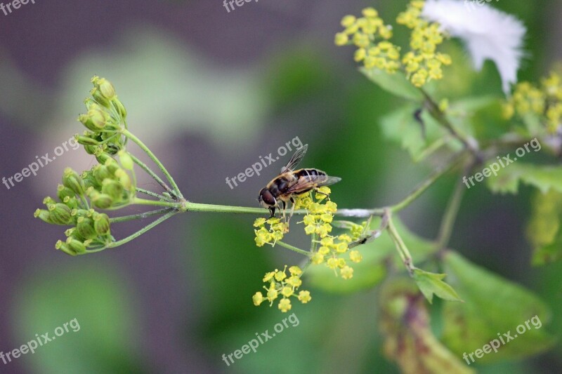 Wasp Bee Flower Plant Green