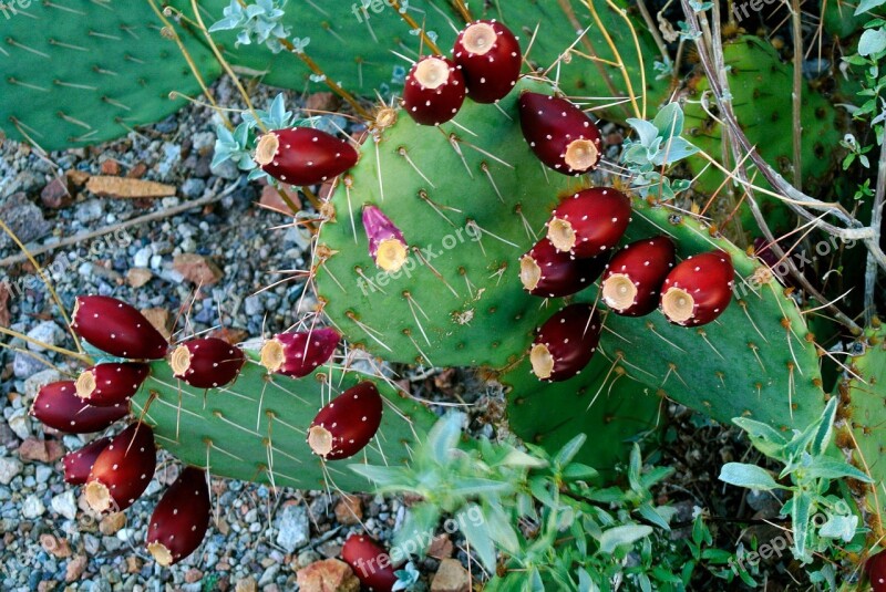 Desert Tucson Cactus Fruit Nature