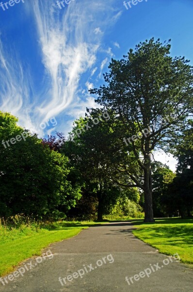 Path Way Tree Trees Nature