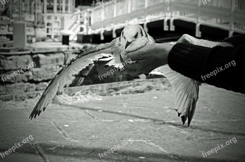 Seagull Bird Feathers Flight Wings