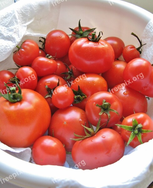 Tomatoes Food Harvest Red Garden