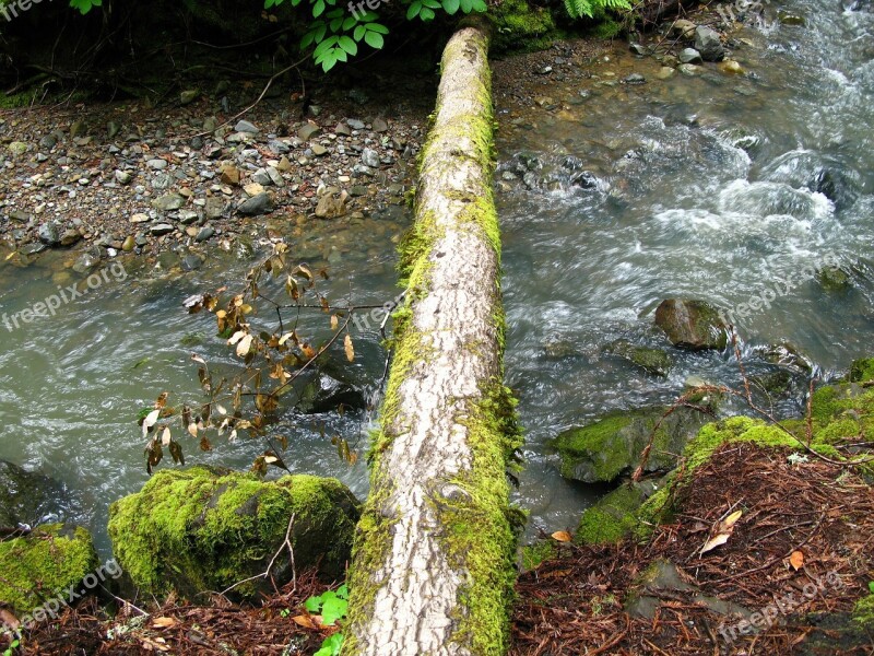 Stream Moss Log Bridge Forest