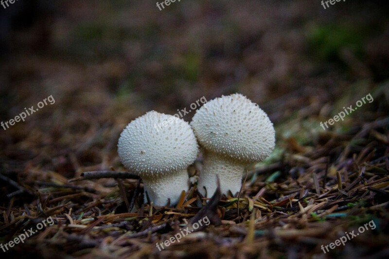 Mushroom Couple Two Alone Woodland