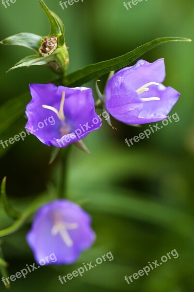 Bell Bellflower Bloom Blossom Blue