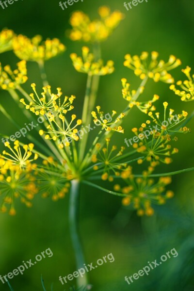 Flower Condiment Dill Food Fresh