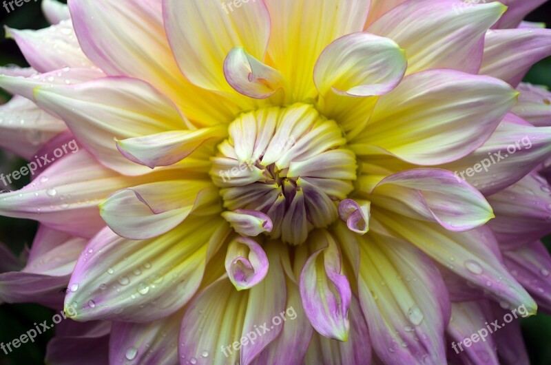 Flowers Flower Plants Nature Macro