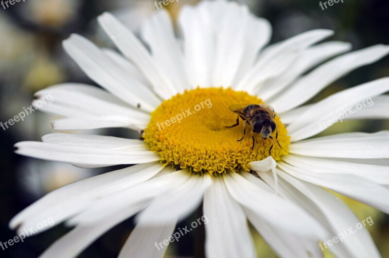 Bee Flower Seasons Summer Spring