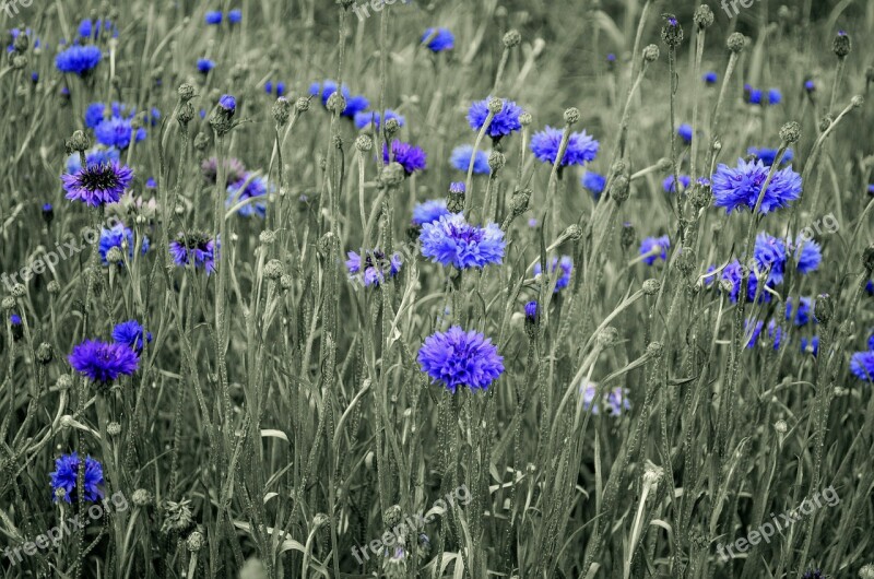 Beauty Blossom Bluebottle Bud Cornflower