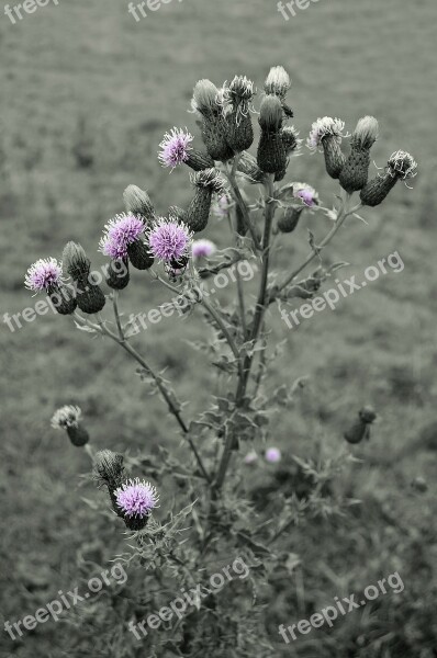 Barb Blossom Botany Branch Bristle