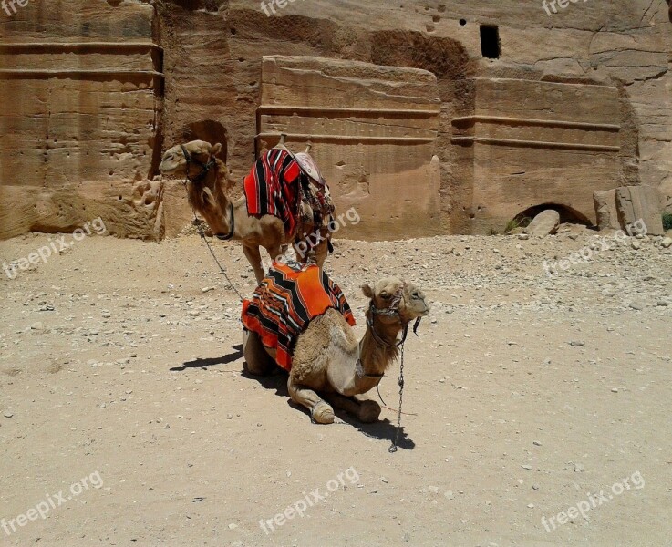 Camel Pair Colorful Blanket Saddle