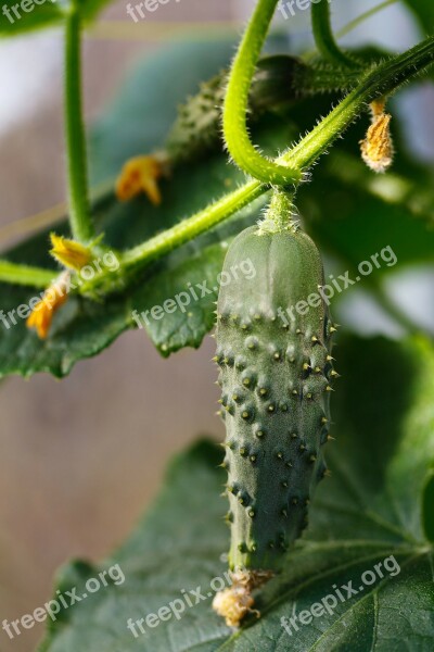 Agriculture Cucumber Farm Food Fresh