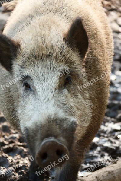 Animal Boar Brown Eye Forest