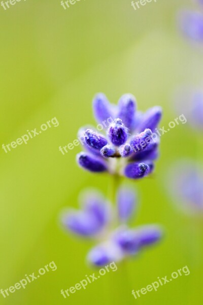 Blurred Background Bloom Close Flora Floral