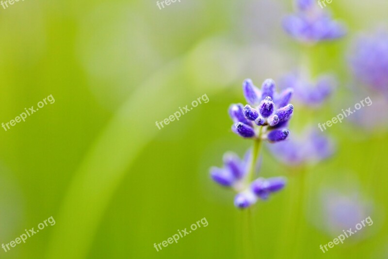 Blurred Background Bloom Close Flora Floral