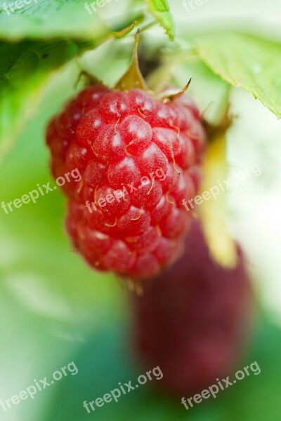 Berry Close-up Detail Food Fresh