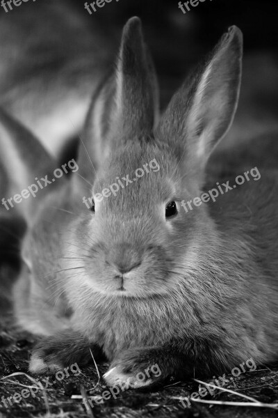 Animal Bunny Cute Ear Ears