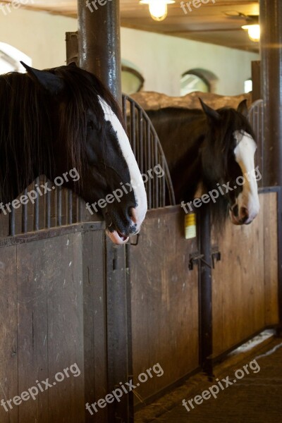 Animal Animals Barn Corral Door