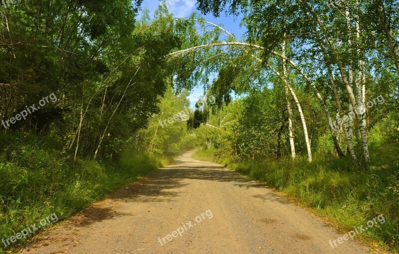 Road Forest Nature Summer Tree