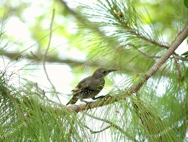 Starling Blackbird Black Bird Bird Pine Tree