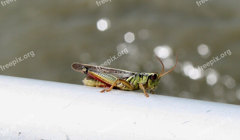 Grasshopper Close-up Green Insect Jump