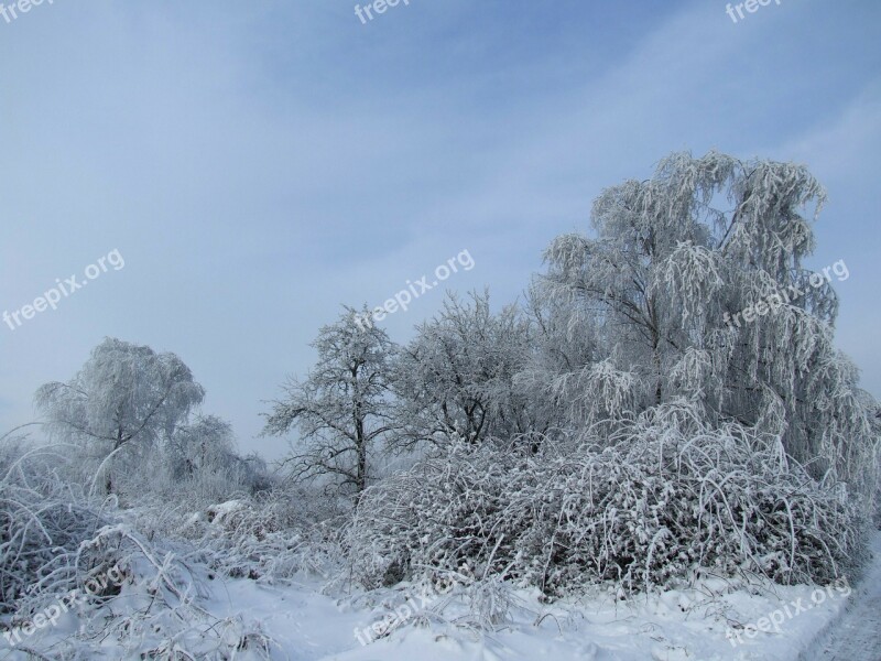 Winter Snow Landscape Frost Cold